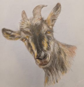 Dessin d'une chèvre au crayon