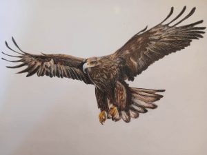 Dessin d'un aigle en vol au crayon