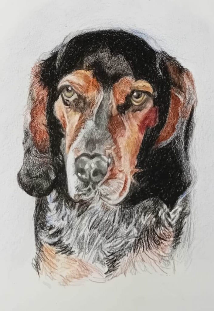 Dessin d'un chien au crayon