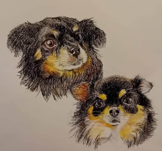 Dessin de chiens au crayon