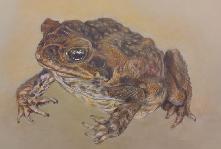 Dessin d'une crapaud au crayon