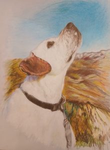 Dessin d'un labrador au crayon de couleurs
