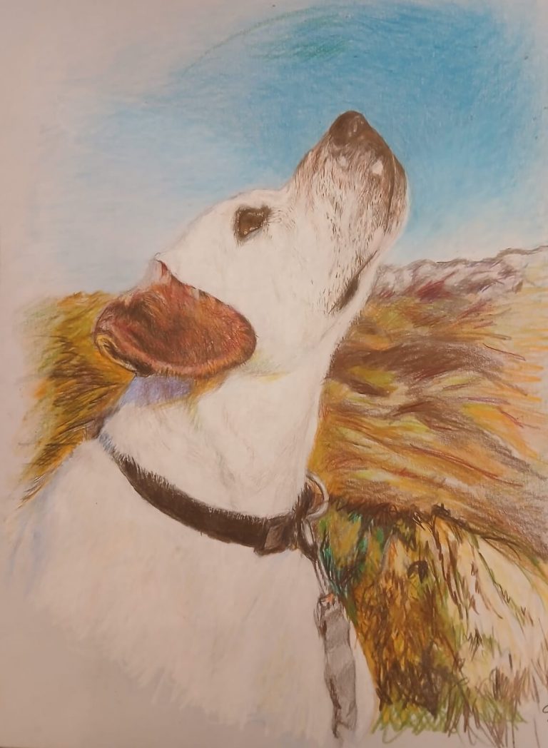 Dessin d'un labrador au crayon de couleurs