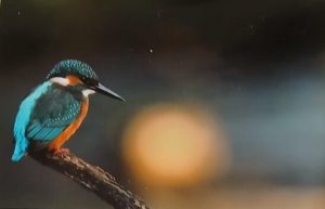 Dessin d'un oiseau bleu