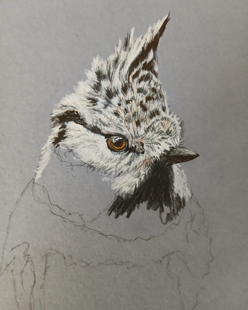 Esquisse d'une chouette au crayon