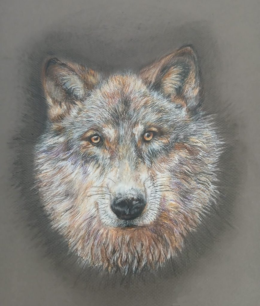 Dessin loup au crayon