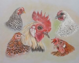 Dessin de poules et coq au crayon